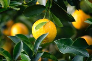 citrus fruit classification