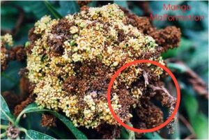 Mango Tree Problems, Insects and Diseases