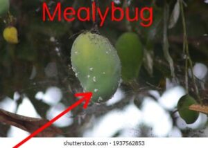 mango mealybugs