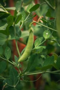 green peas production