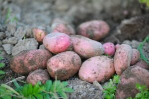 production technology of potato