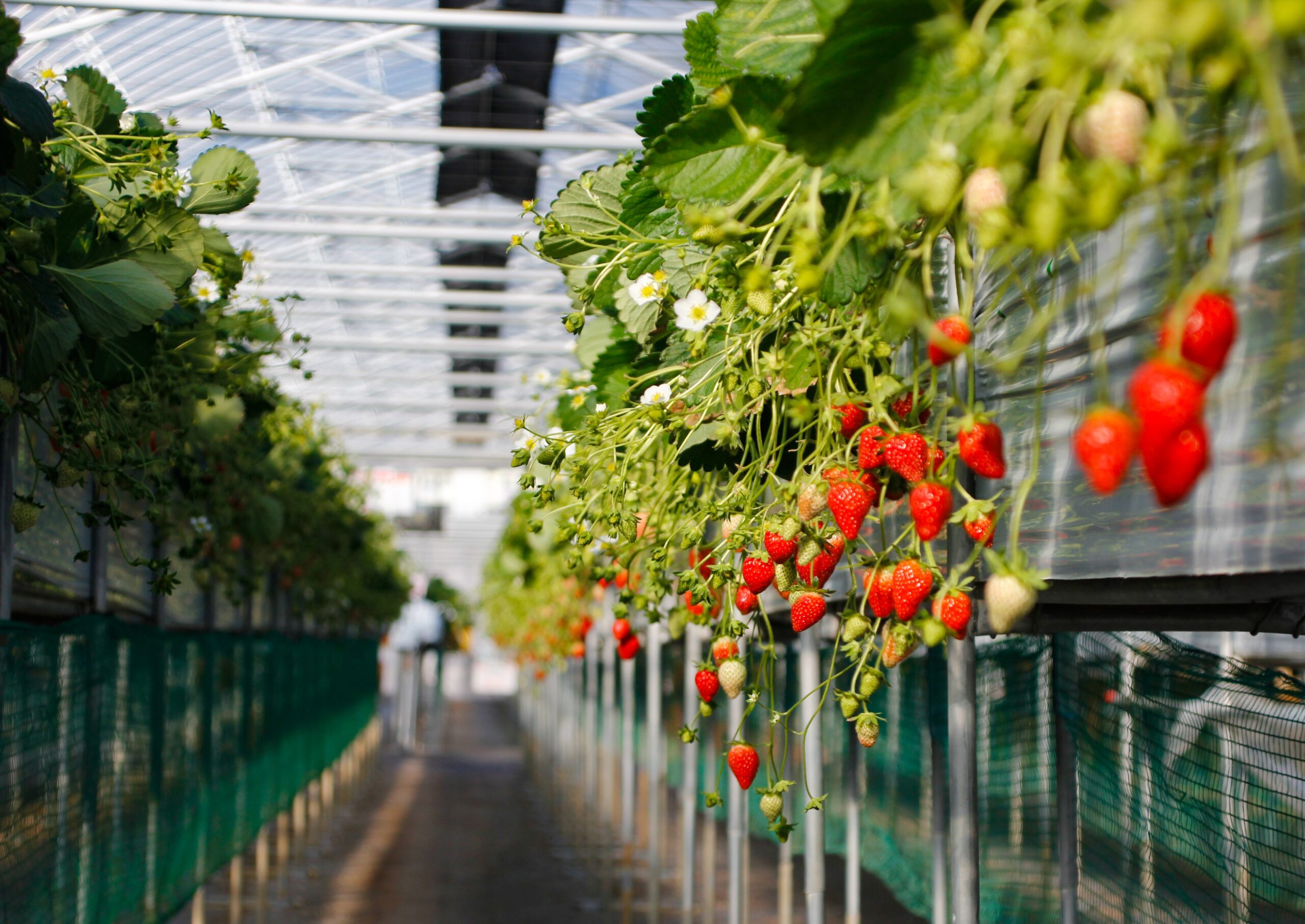 Greenhouse Strawberry Production