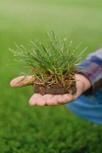 how to grow grasses