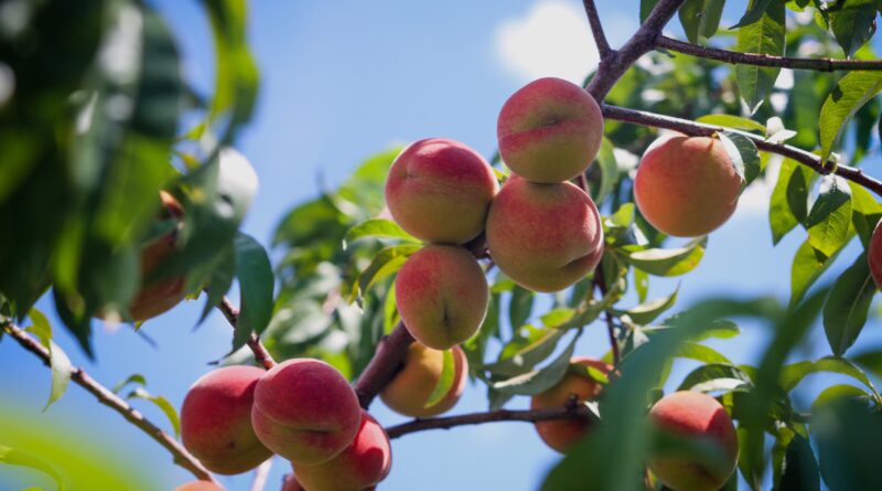 How to Grow Peach from Seed