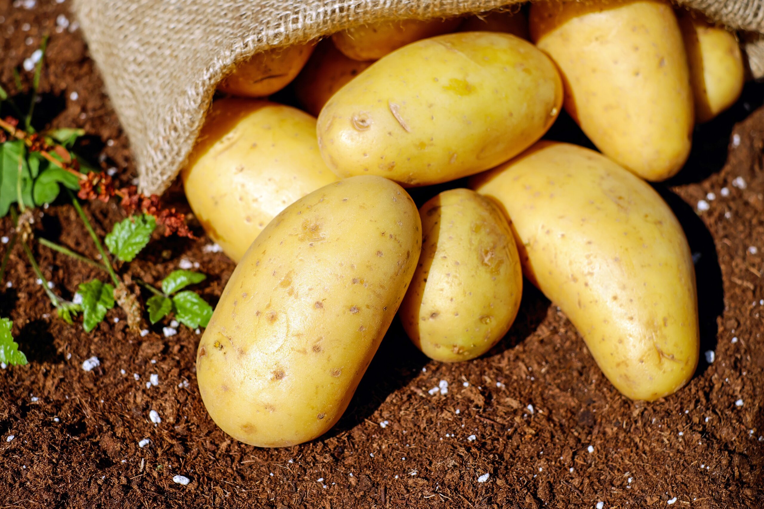 production technology of potato
