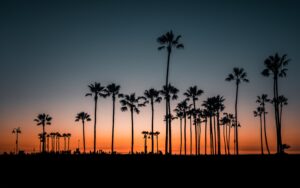Palm Trees Landscaping Ideas