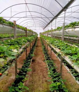 greenhouse strawberry production 