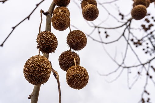 sycamore tree balls
