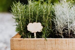 Benefits of Rosemary Herbs