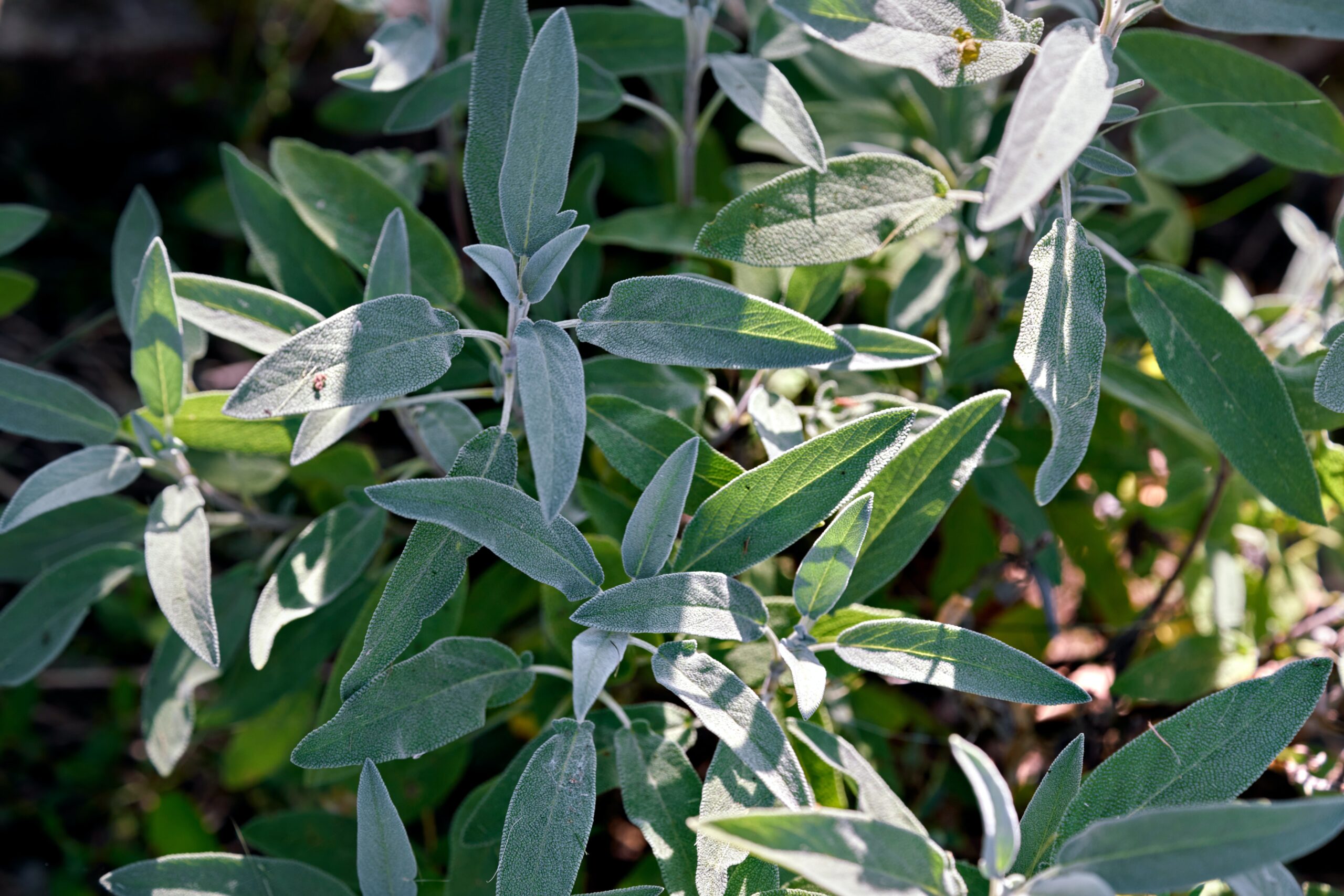 Health Benefits of Sage Herbs