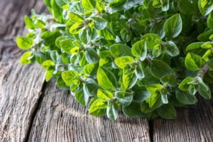 Top 10 Best Companion Plants for Peppers / oregano