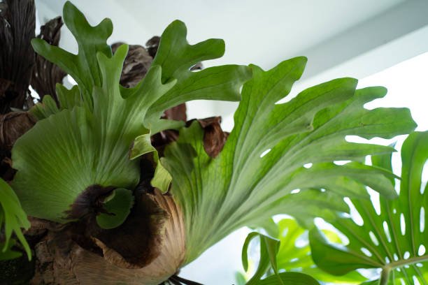 staghorn fern care and information