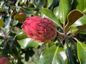 How to grow magnolia from seed