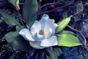 How to grow magnolia from seed