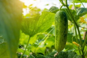 Top 10 Best Companion Plants for Peppers / cucumber