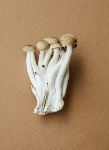 When to harvest oyster mushrooms