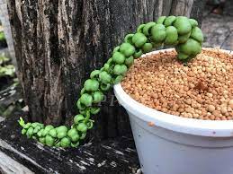 How to grow dragon jade plant