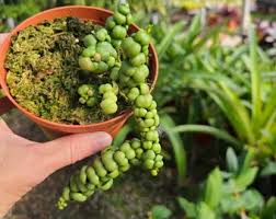 How to grow dragon jade plant