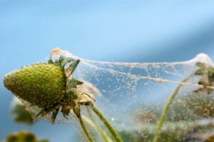 Can spider mites live without plants?