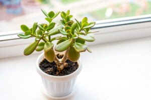 Overwatered Jade Plant Symptoms and Solutions 