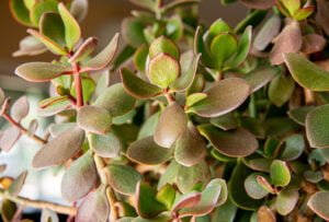 Overwatered Jade Plant Symptoms and Solutions 