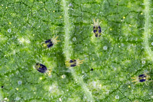 Can spider mites live without plants
