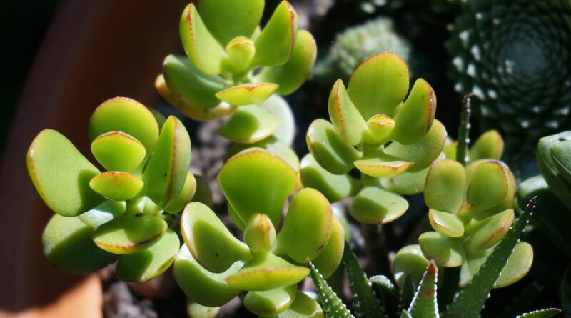 Overwatered Jade Plant Symptoms and Solutions