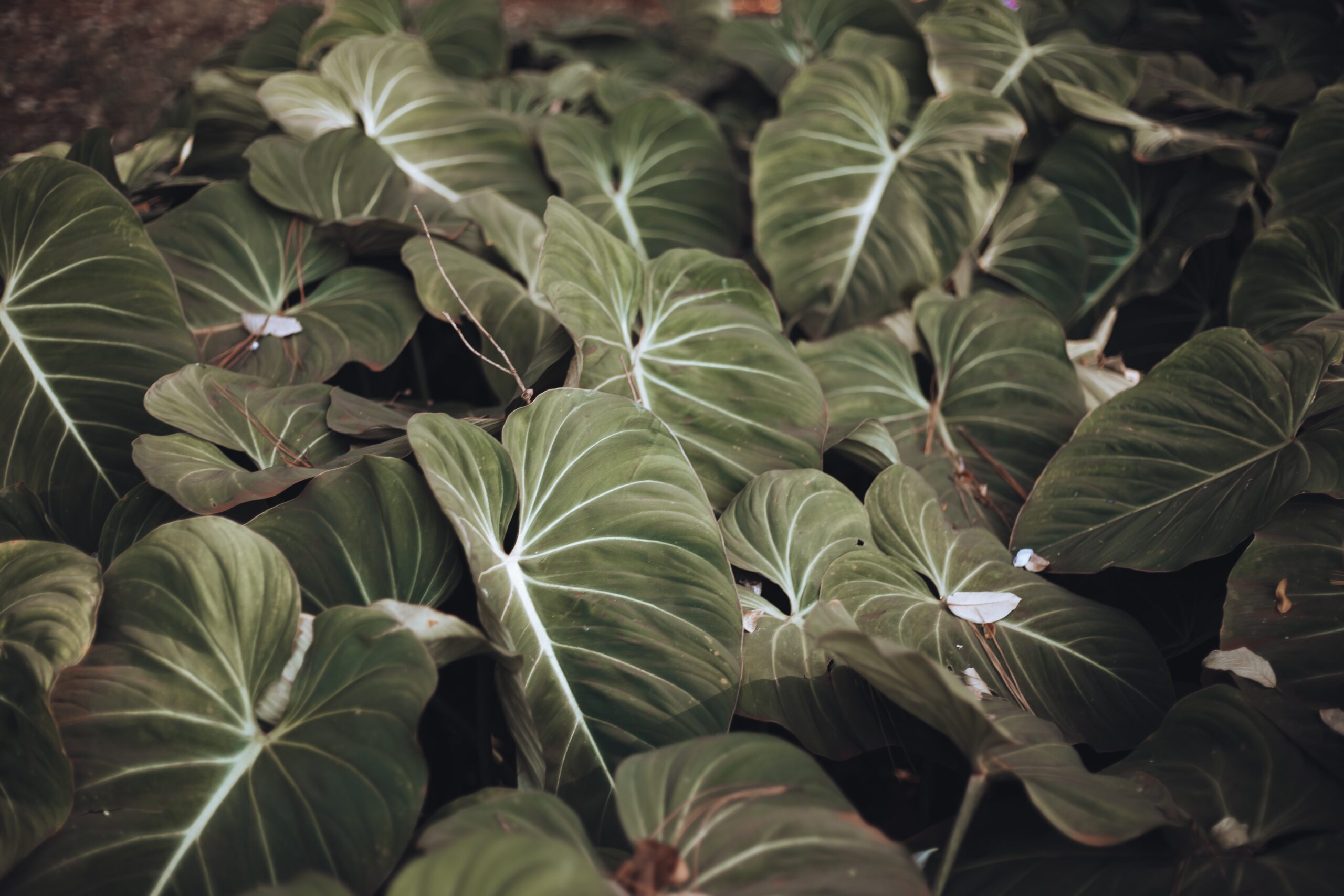 Philodendron Oxapapense Care and Management