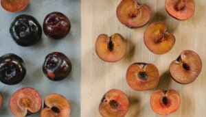  How To Grow A Plum Tree From A Seed-A complete Guide