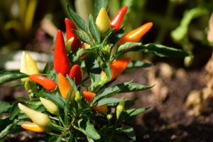 Best Vegetables to Grow in Boise Idaho-peppers