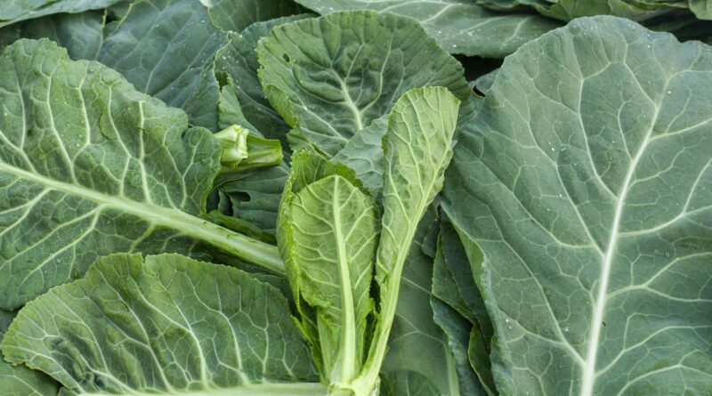 Best Companion Plants For Collards Intercropping
