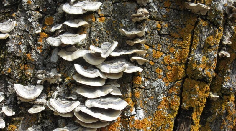 Mushrooms that Grow on Trees