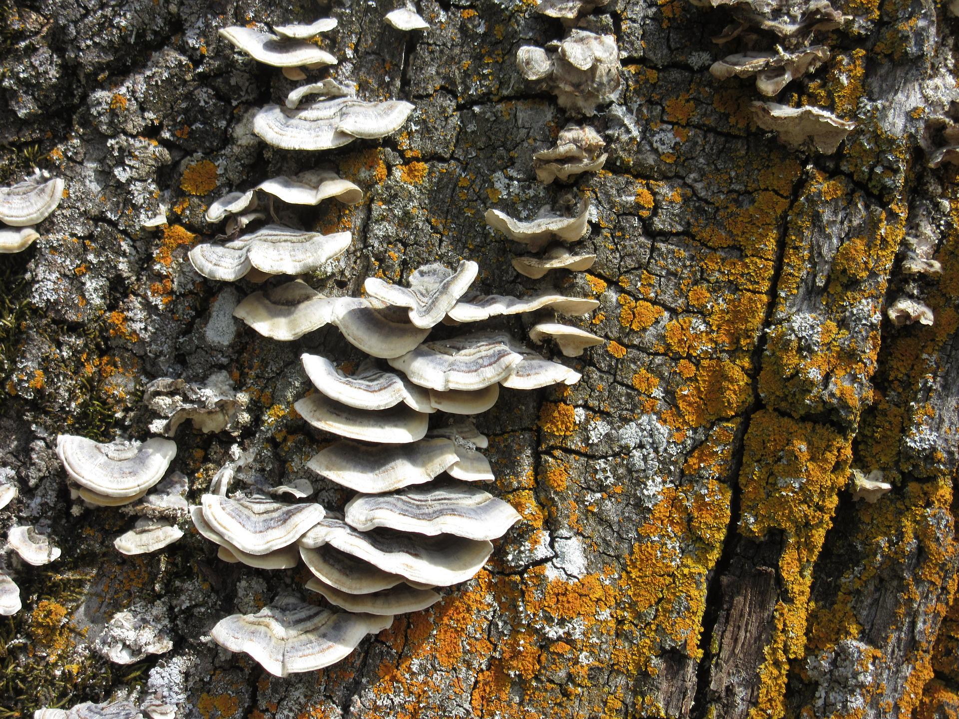 Mushrooms that Grow on Trees