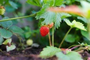 Top Companion Plants For Spinach - Strawberry