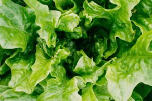 Top Companion Plants For Spinach - lettuce