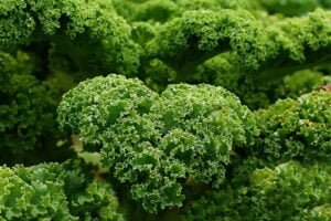 Best Vegetables to Grow in Boise Idaho-Kale