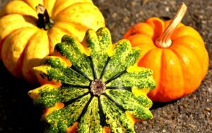 Best Vegetables to Grow in Boise Idaho-squash
