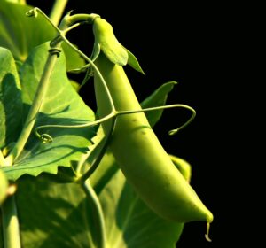 Best Vegetables to Grow in Boise Idaho-peas