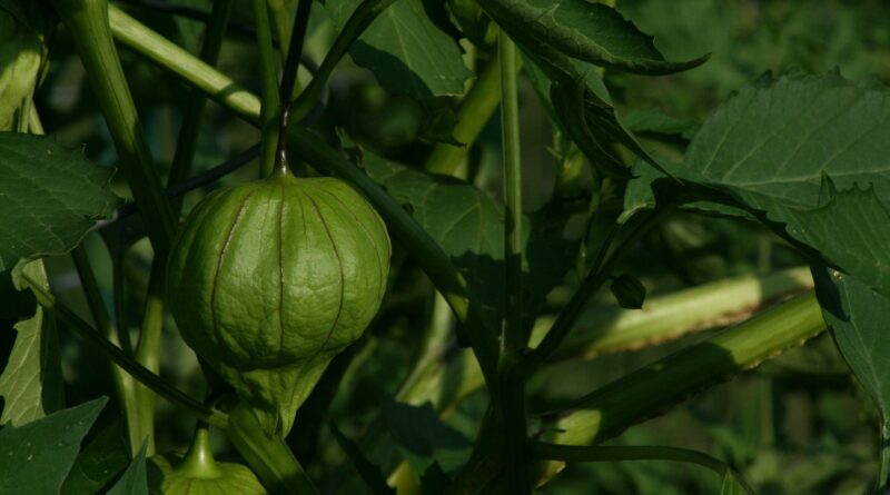 Tomatillo Companion Plants - A Growing Guide