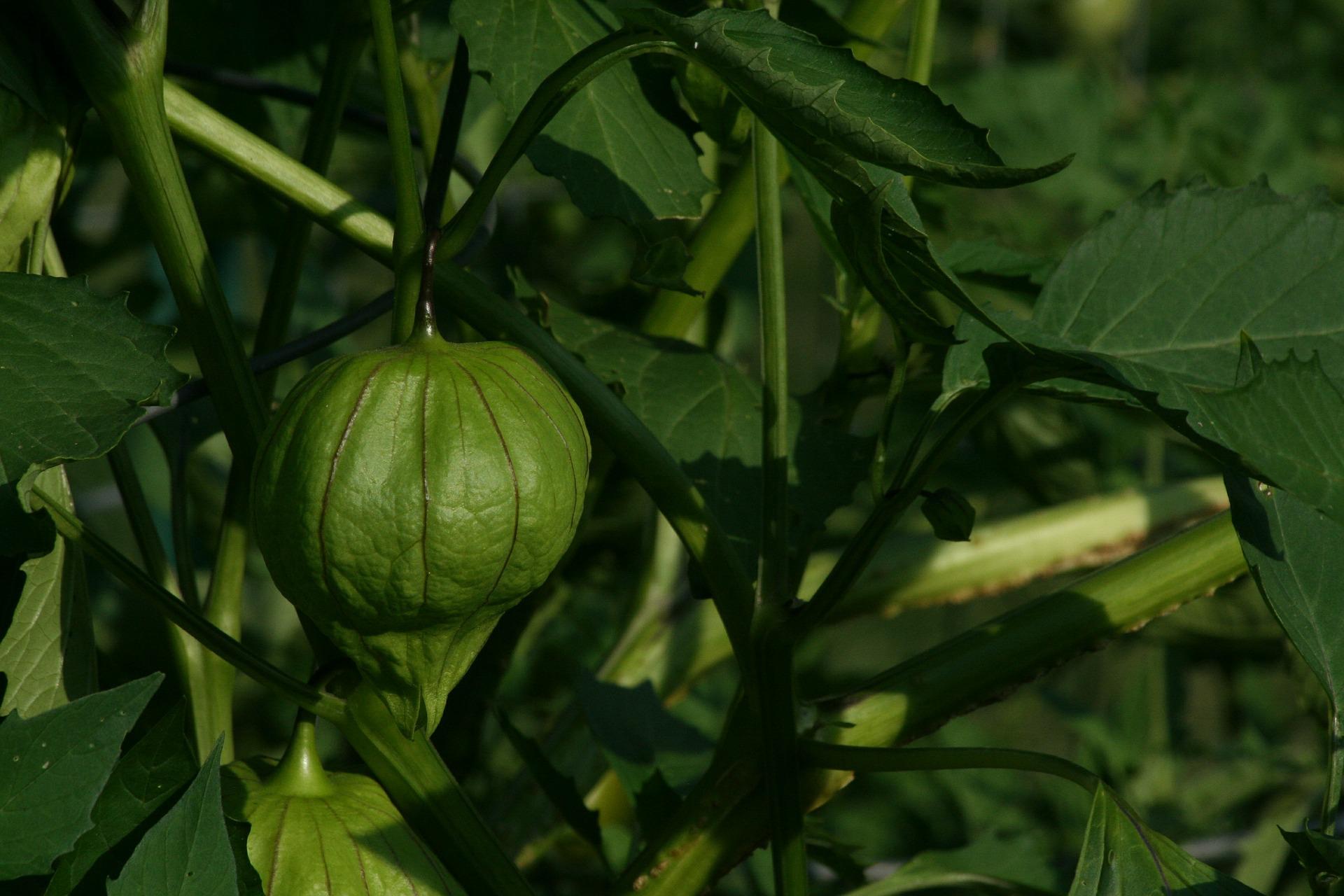 Tomatillo Companion Plants - A Growing Guide