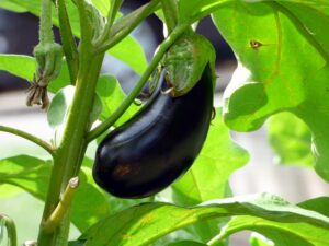 Best Vegetables to Grow in Boise Idaho-eggplant