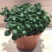How to Care Bubble Plant